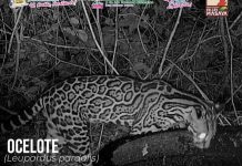 Entre ocelotes y coyotes: Variedad de fauna en el Parque Nacional Volcán Masaya Foto: Coyotes y ocelotes captados en el Parque Nacional Volcán Masaya / Cortesía