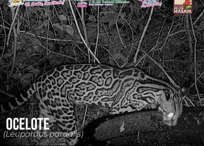 coyo-3 Foto: Coyotes y ocelotes captados en el Parque Nacional Volcán Masaya / Cortesía