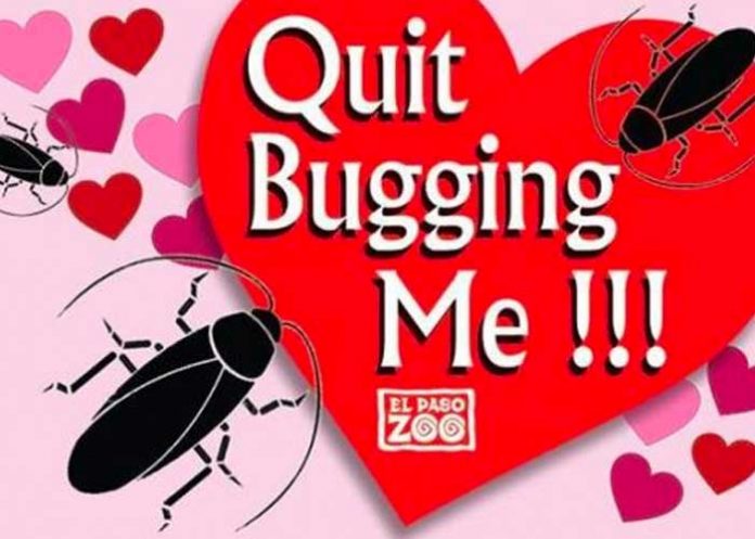 Zoológico permite que bautices a una cucaracha