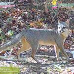 Cámaras del MARENA captan a curiosas especies en el complejo volcánico de León Foto: MARENA capta especies en complejo volcánico de León
