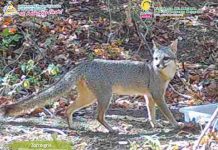 Foto: MARENA capta especies en complejo volcánico de León