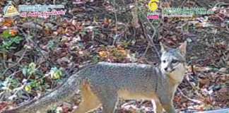 Foto: MARENA capta especies en complejo volcánico de León