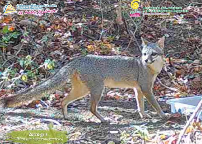 gris-zo-1 Foto: MARENA capta especies en complejo volcánico de León