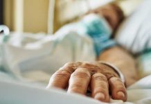 Hito histórico: Implante de hígado porcino filtra sangre humana por primera vez Utilizan hígado de cerdo para filtrar sangre humana
