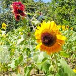Encantadora finca en Masaya donde florecen girasoles