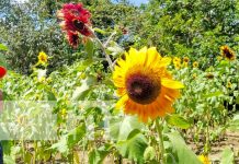 Descubre la encantadora finca en Masaya donde florecen los hermosos girasoles Encantadora finca en Masaya donde florecen girasoles