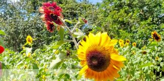 Encantadora finca en Masaya donde florecen girasoles