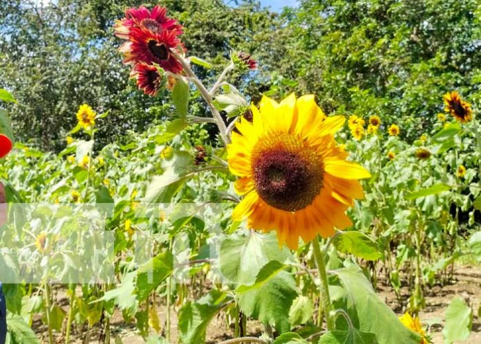 Encantadora finca en Masaya donde florecen girasoles