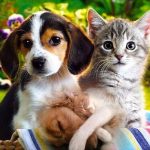 Indignante: «Influencer» torturaba y mataba animales en vivo para ganar Likes Influencer maltrató y mató animales para conseguir 'likes'