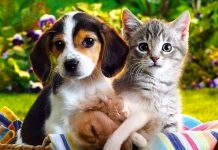 Indignante: «Influencer» torturaba y mataba animales en vivo para ganar Likes Influencer maltrató y mató animales para conseguir 'likes'