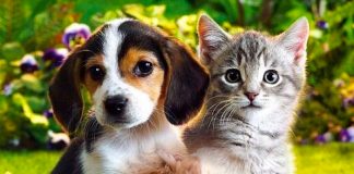 Influencer maltrató y mató animales para conseguir 'likes'