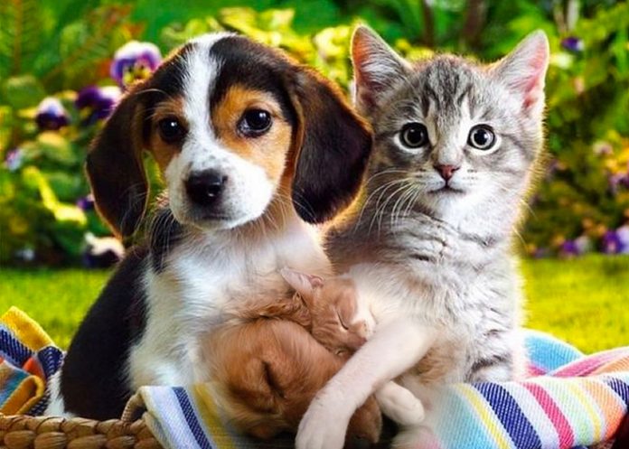 Influencer maltrató y mató animales para conseguir 'likes'