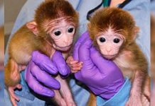 China un paso al frente con estas bellezas: Logró clonar a un macaco rhesus Logran la primera clonación exitosa de dos monos macacos