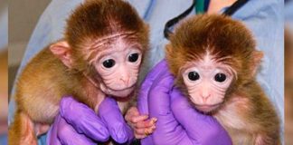 Logran la primera clonación exitosa de dos monos macacos