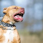 ¡Otro ataque de pitbull! Madre e hijo hospitalizados en Matagalpa Foto: Furioso pitbull