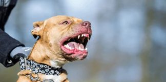 Foto: Furioso pitbull