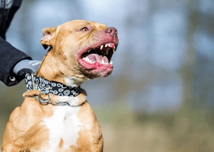 Foto: Furioso pitbull