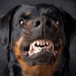 Las noticias más relevantes de hoy jueves 4 de enero del 2024 Foto: Agresividad de los rottweiler