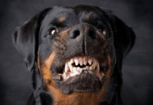 Tragedia con Rottweiler en Managua: ¿Son realmente tan peligrosos? Foto: Agresividad de los rottweiler