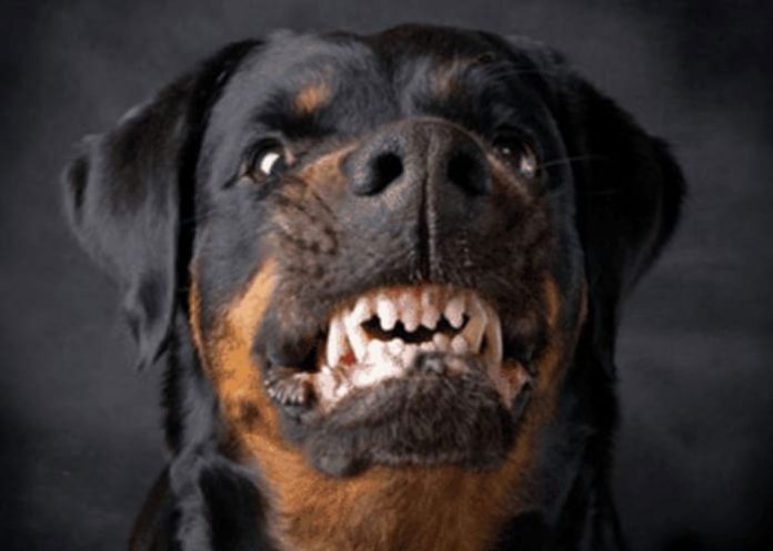 rott-22 Foto: Agresividad de los rottweiler