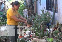 Nandaime se destaca en la comercialización de plantas exóticas Nandaime se destaca en la comercialización de plantas exóticas