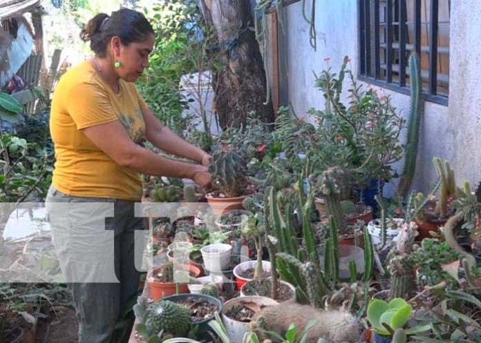Nandaime se destaca en la comercialización de plantas exóticas
