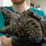 “Es una amenaza” Encuentran tortuga caimán en un lago de Inglaterra “Es una amenaza” Encuentran tortuga caimán en un lago de Inglaterra