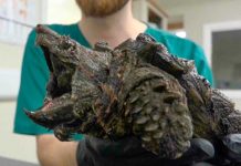 “Es una amenaza” Encuentran tortuga caimán en un lago de Inglaterra “Es una amenaza” Encuentran tortuga caimán en un lago de Inglaterra