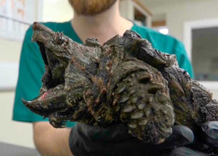 “Es una amenaza” Encuentran tortuga caimán en un lago de Inglaterra