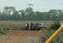 Foto: ¡Misterioso crimen! Encuentran un cuerpo sin vida en una Piñera de Costa Rica/Cortesía