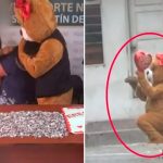 De película: Policía se disfraza de «peluche» en San Valentín y arresta a traficante Foto: Ingeniosa idea de peluche resulta positiva /cortesía