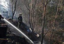 Foto: Gobierno chileno confirma 19 decesos por incendios forestales/Cortesía