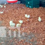 Foto: MEFCCA acompaña inauguración del emprendimiento "Bendición de Dios Guapinol" en Matere/ TN8