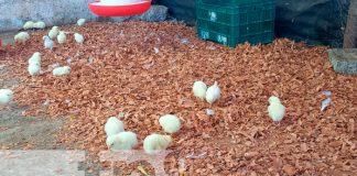 Foto: MEFCCA acompaña inauguración del emprendimiento "Bendición de Dios Guapinol" en Matere/ TN8