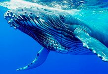 Científicos revelan el misterio detrás del ‘canto’ de las ballenas barbadas: ¡Una innovación evolutiva!