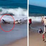 Caballos y sus jinetes por poco se ahogan arrastrados por el mar (Video) Caballos y sus jinetes por poco se ahogan arrastrados por el mar (Video)