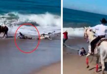 Caballos y sus jinetes por poco se ahogan arrastrados por el mar (Video)