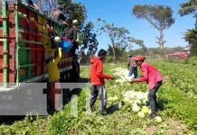 La preciada fruta del verano se inicia a comercializar en Nandaime