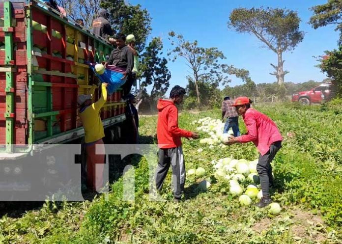 1 La preciada fruta del verano se inicia a comercializar en Nandaime