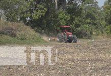 INTA en Rivas impulsa producción masiva de maíz y sorgo para garantizar suministro nacional