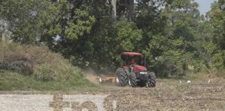 INTA en Rivas impulsa producción masiva de maíz y sorgo para garantizar suministro nacional