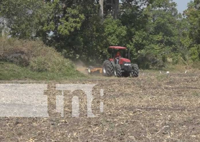 1 INTA en Rivas impulsa producción masiva de maíz y sorgo para garantizar suministro nacional