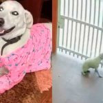 Captado en cámara: Policía dispara sin razón a un perro en Colombia