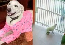 Captado en cámara: Policía dispara sin razón a un perro en Colombia Captado en cámara: Policía dispara sin razón a un perro en Colombia