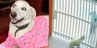 Captado en cámara: Policía dispara sin razón a un perro en Colombia