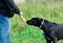 ¡Increíble! Perros identifican Parkinson con sorprendente exactitud Foto: Perros detectan Parkinson /cortesía
