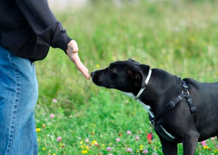 Foto: Perros detectan Parkinson /cortesía