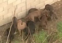 Muere brutalmente atacado por cinco perros pitbull que criaba Muere brutalmente atacado por cinco perros pitbull que criaba