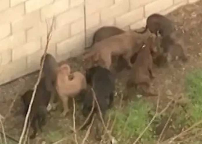 Muere brutalmente atacado por cinco perros pitbull que criaba