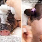 Mujer es viral por masajear a cerditos antes de cocinarlos (Video) Mujer es viral por masajear a cerditos antes de cocinarlos (Video)